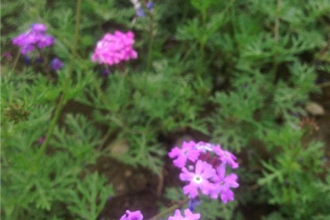 成都虹口新联三文鱼度假村_成都虹口新联三文